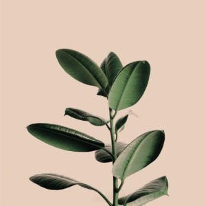 Grøn rubber plante plakat