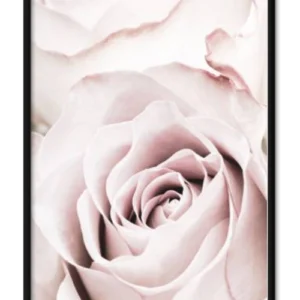 Pink Rose No. 05