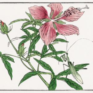Pink flower - Japansk kunstplakat