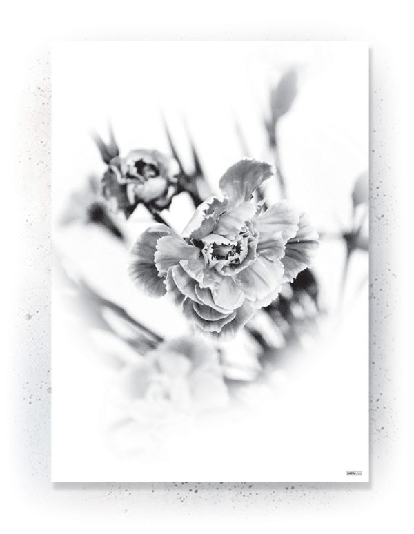Plakat / Canvas / Akustik: Blomst i Sort/hvid (Black)