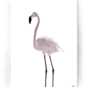 Plakat / Canvas / Akustik: Flamingo (Flush Pink)