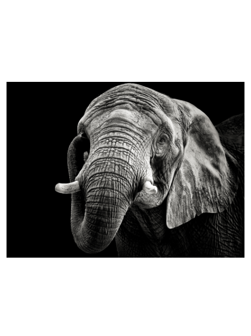 The Elephant II