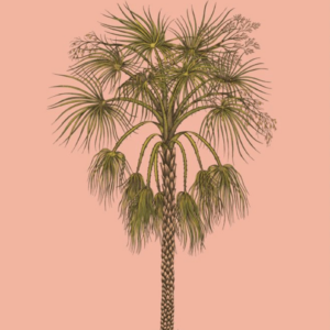 Uden ramme - Palmeplakat Lyserød