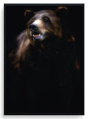 Brown bear portrait plakat
