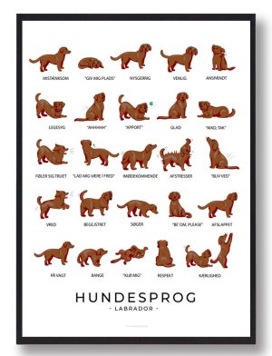 Hundesprog ? Labrador brun plakat (Størrelse: S - 21x29,7cm (A4))