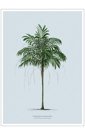Vintage palme plakat. Lys blå 50 x 70 cm.